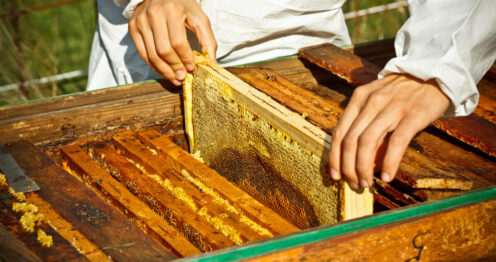 honey making