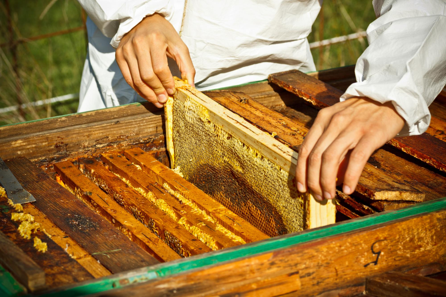 honey making